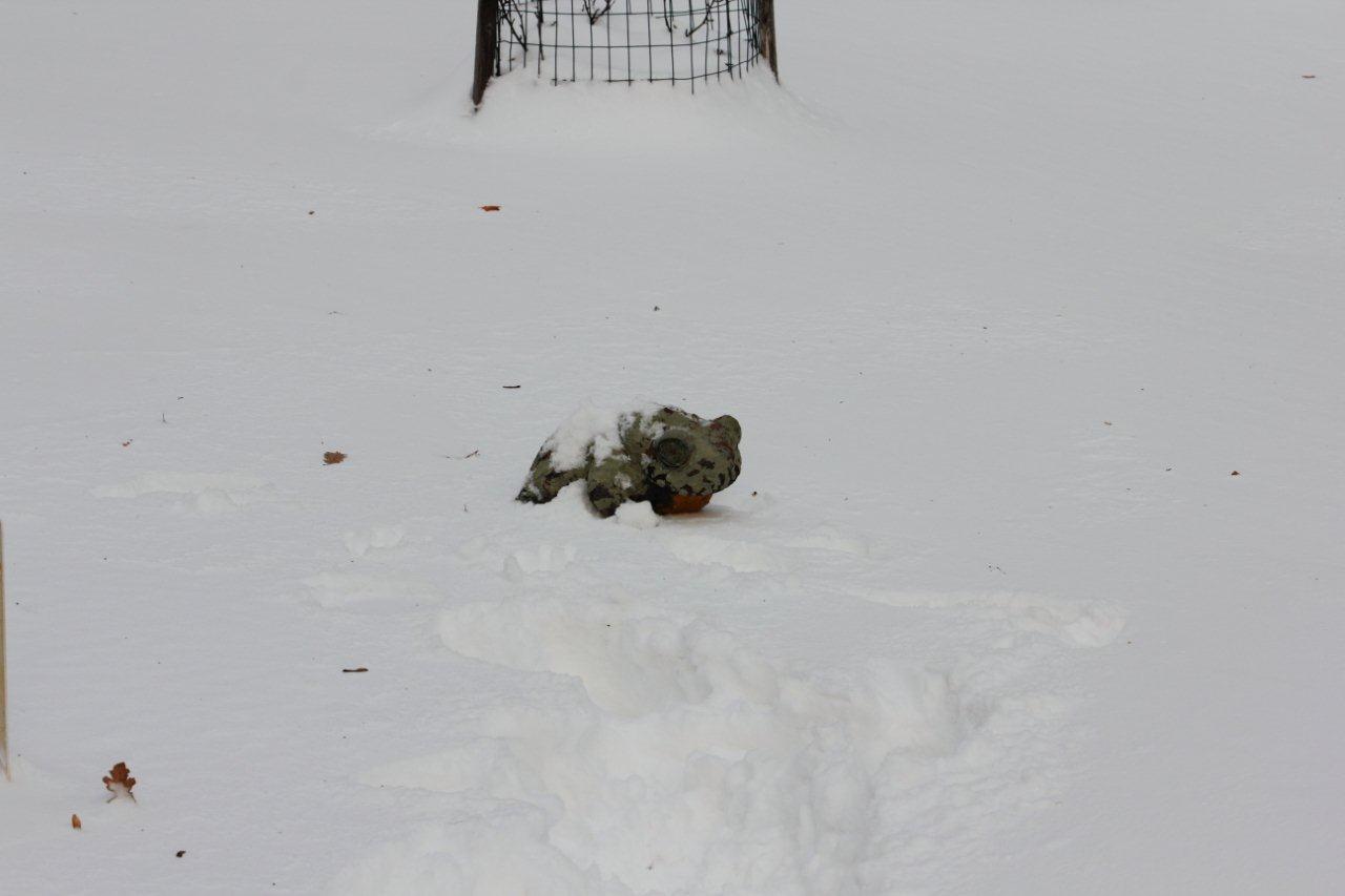Ululone gigante sulla neve!